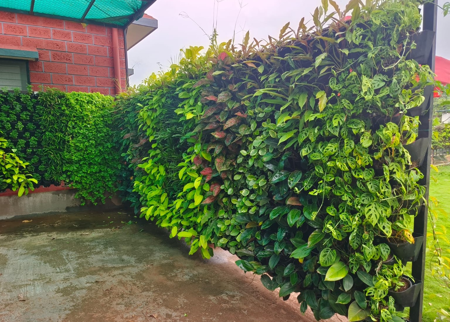Green Wall 5